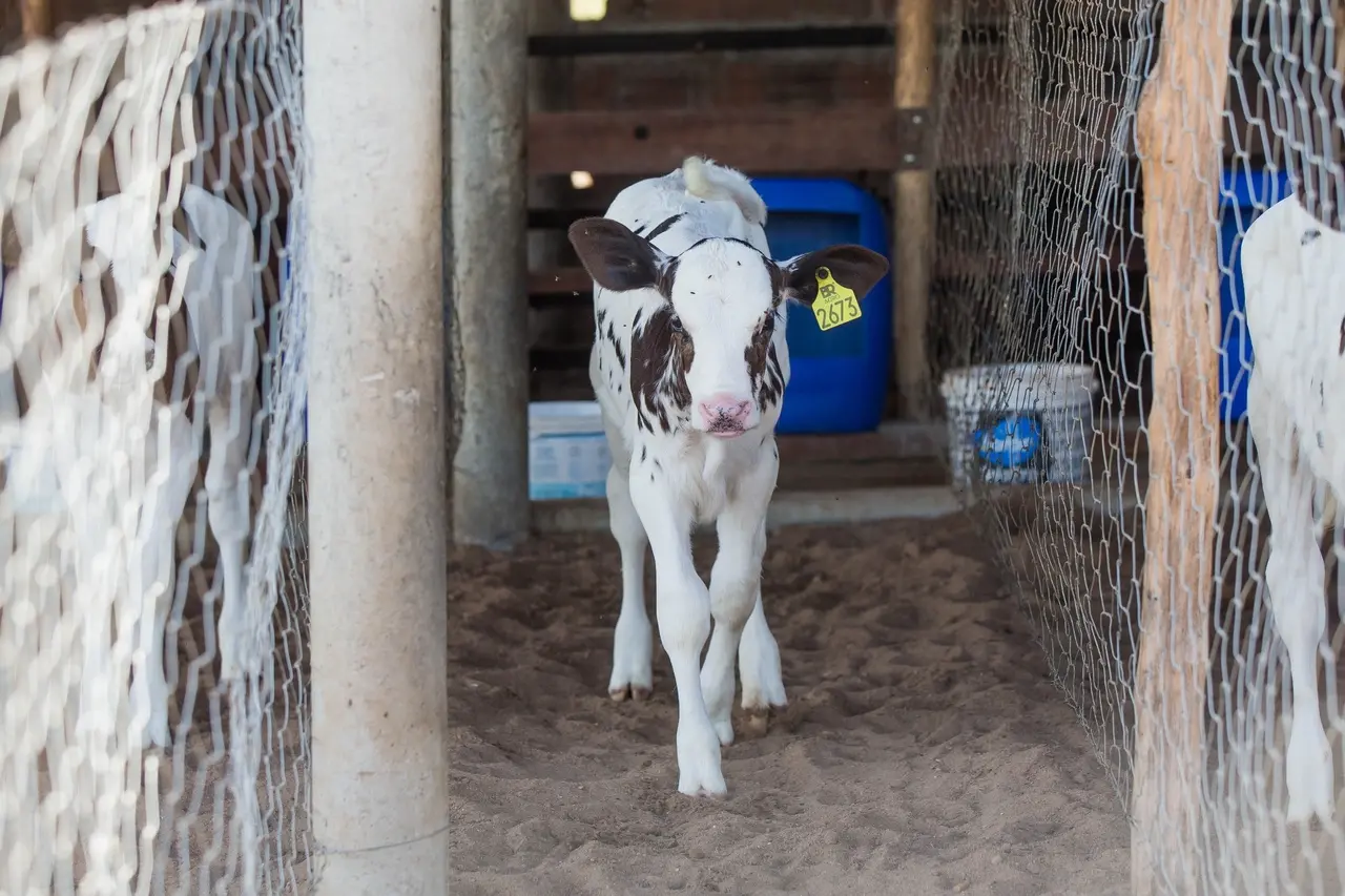 Filhote de vaca em curral