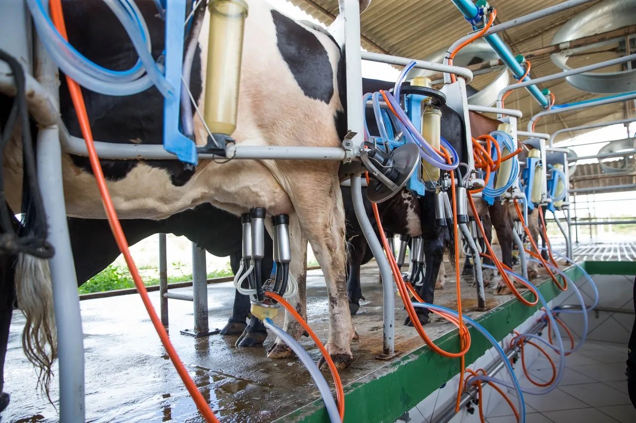 Ordenha de vacas que fazem parte do sistema Compost Barn