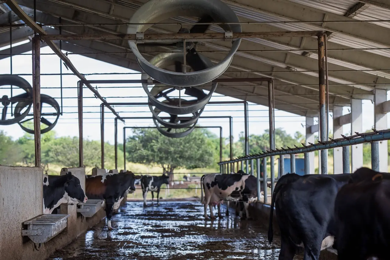 Vacas ficam em sistema de refrigeração automatizado na Fazenda Beira Rio
