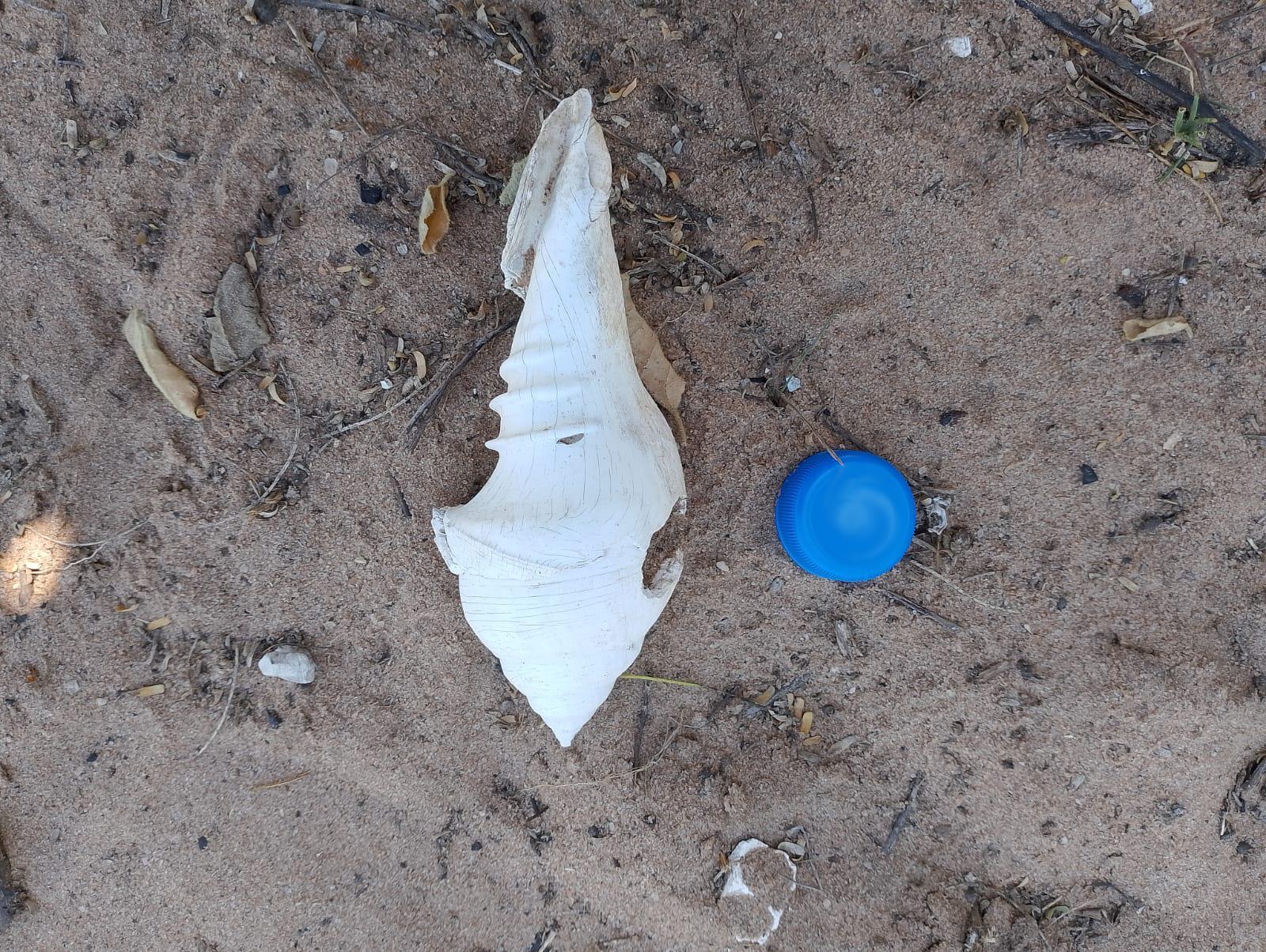 Imagem mostra grande concha marinha branca, molusco que não existe mais na natureza; ao lado, uma tampa de garrafa plástica azul, para dar dimensão do tamanho da concha