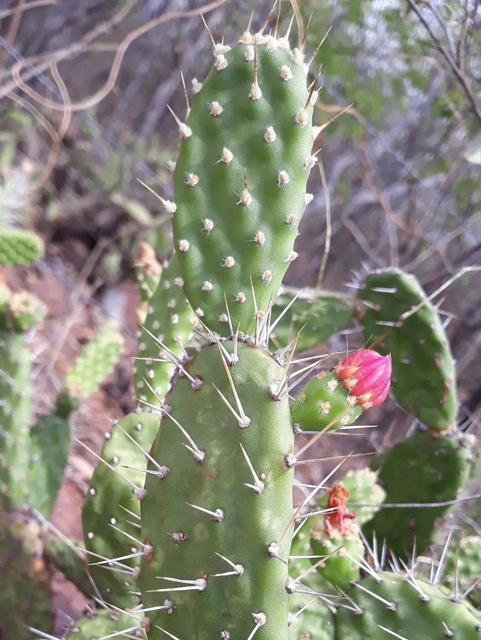 Foto aproximada do cacto da espécie Tacinga mirim, verde, com dois espinhos por aréola e flor rosa ainda não aberta