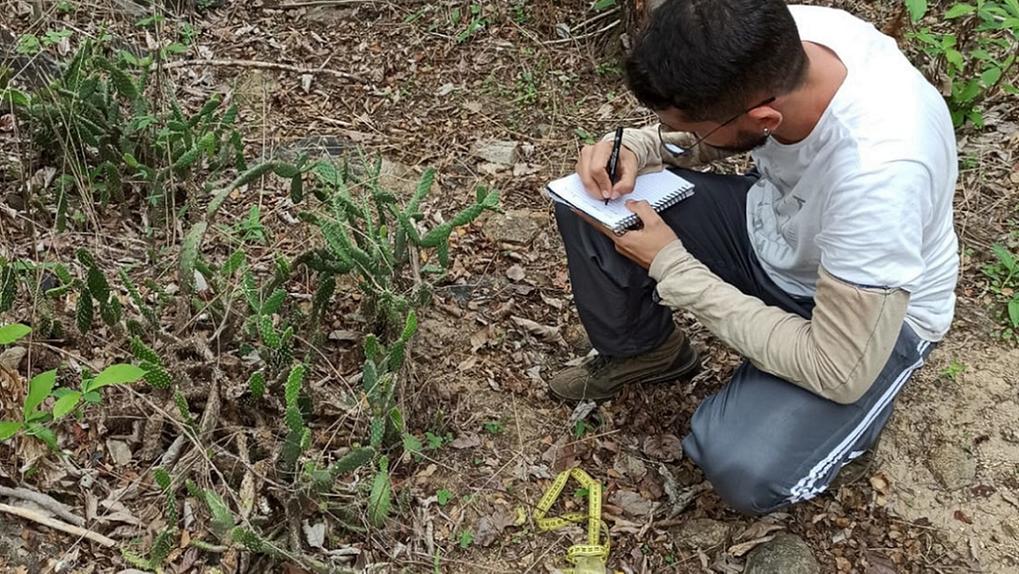 A imagem mostra um pesquisador ajoelhado no chão de uma área de vegetação seca, observando e anotando informações em um caderno. Ele está próximo a um grupo de cactos e usa equipamentos de medição, como uma trena e um medidor amarelo.