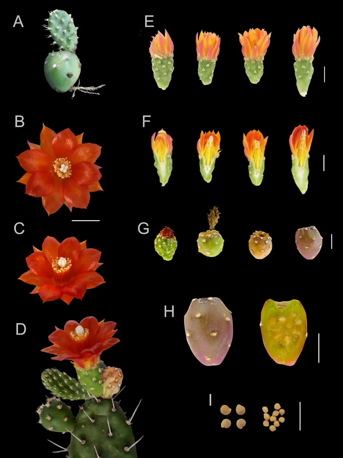 Ilustração com fundo preto mostrando detalhes parciais do cacto Tacinga mirim, como flores e espinhos