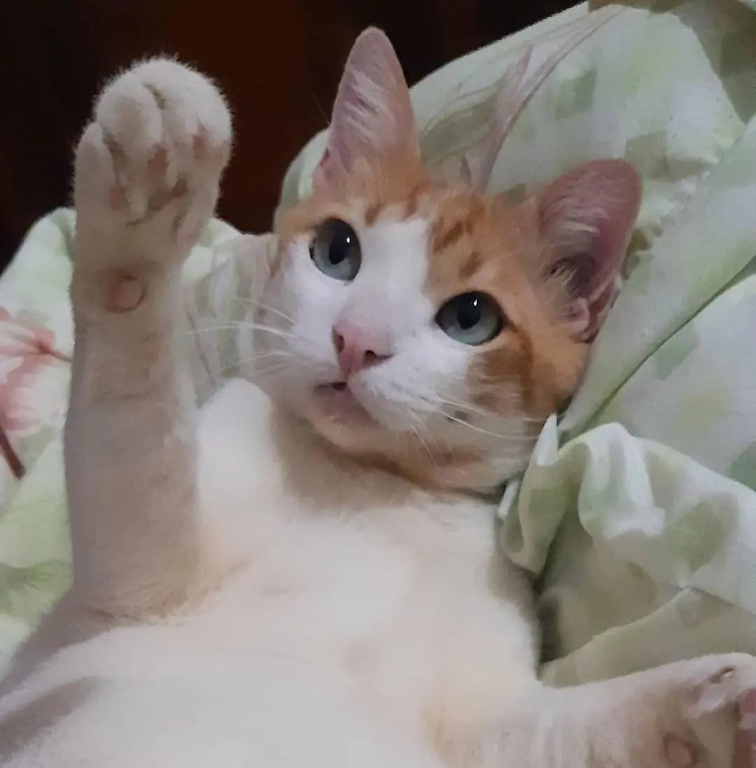 Imagem de Xanivaldo, gato que foi perdido no transporte