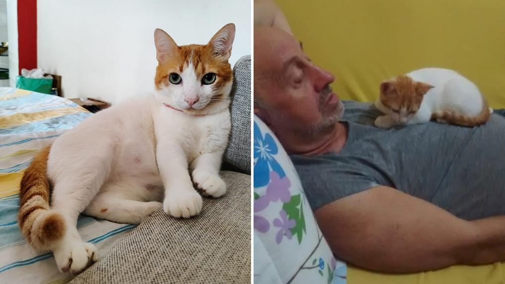 Imagem do gato xanivaldo no lado esquerdo e uma imagem dele com o pai de Thalita