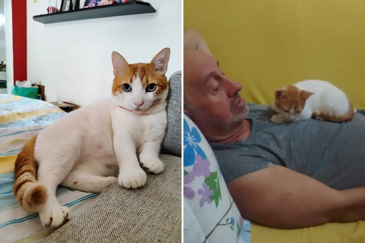Imagem do gato xanivaldo no lado esquerdo e uma imagem dele com o pai de Thalita