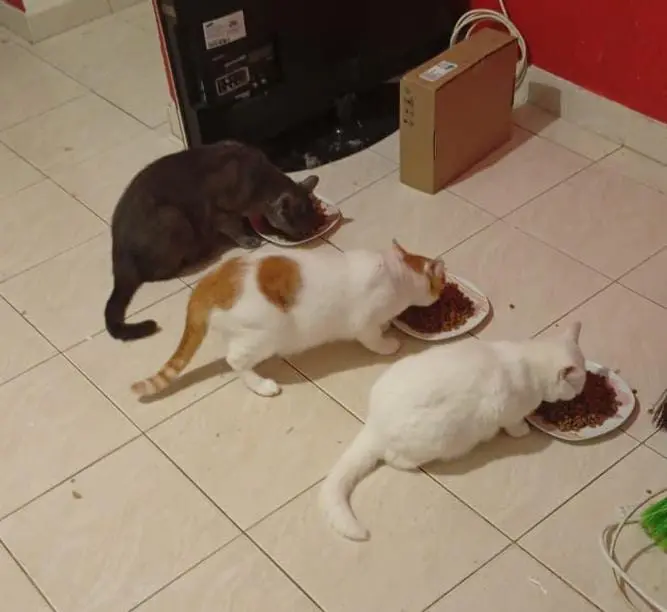 Imagem de três gatos comendo para matéria sobre fuga de gato