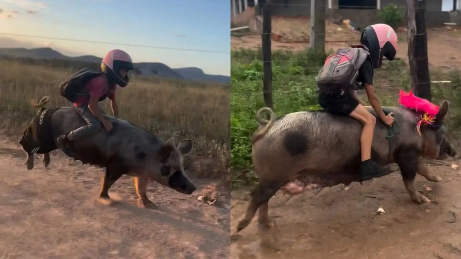 Natural de Alagoas, a criança contou ao Diário do Nordeste que tem “domado” sua porca para ir à escola