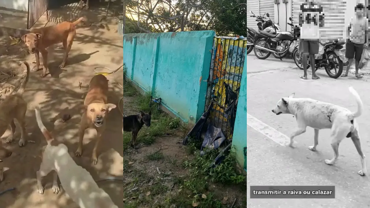 Montagem de fotos que mostram animais de rua recolhidos de ruas em Umirim, no Ceará