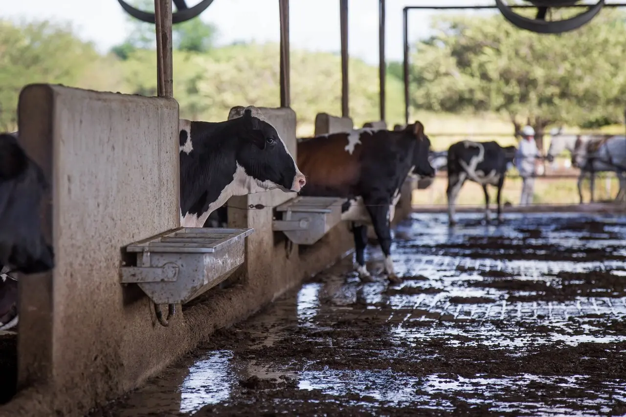 Imagem da produção leiteira da Alvoar, uma das maiores indústrias lácteas do Brasil, em Morada Nova