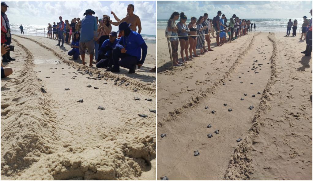 Montagem com duas fotos mostra tartarugas andando em direção ao mar