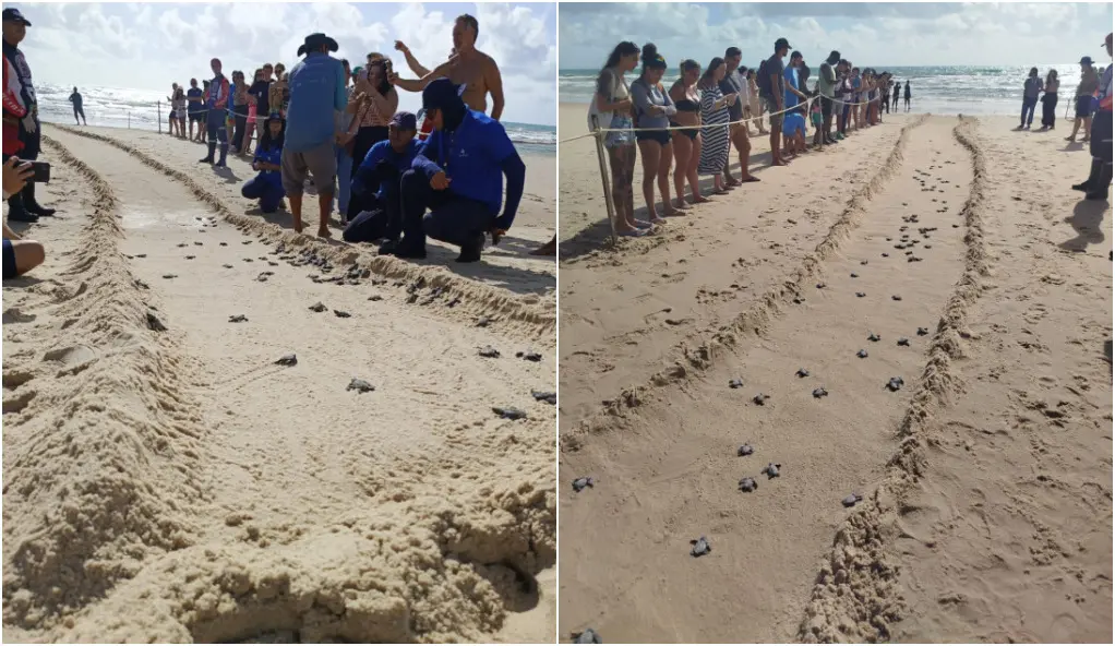 Montagem com duas fotos mostra tartarugas andando em direção ao mar