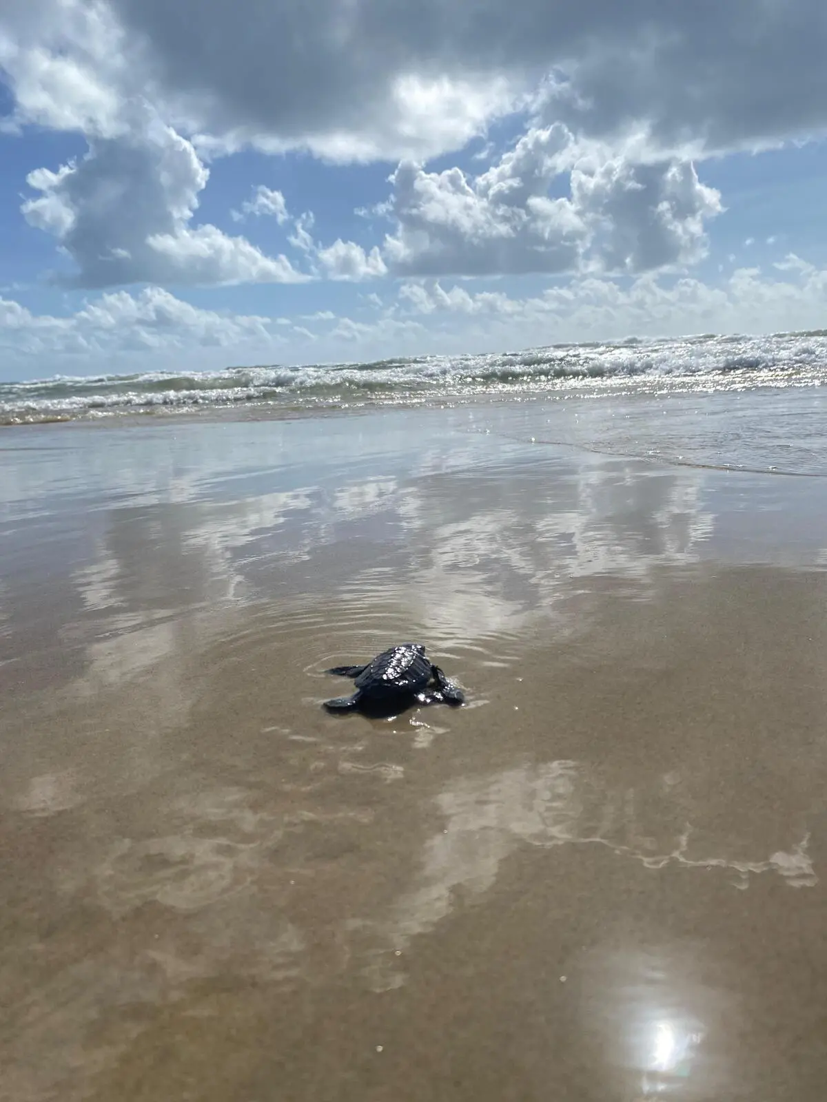 Tartaruguinha indo para o Mar