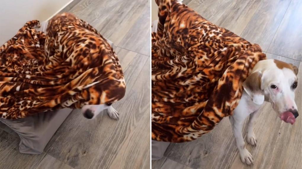 Colagem mostra o cachorro, chamado Costelinha, sendo acordado por tutora e saindo debaixo de cobertas em vídeo que viralizou nas redes sociais