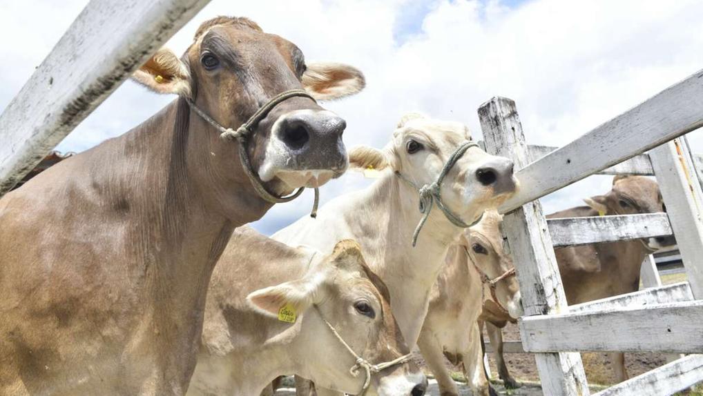 Status de estado livre da febre aftosa sem vacinação beneficia agropecuária cearense