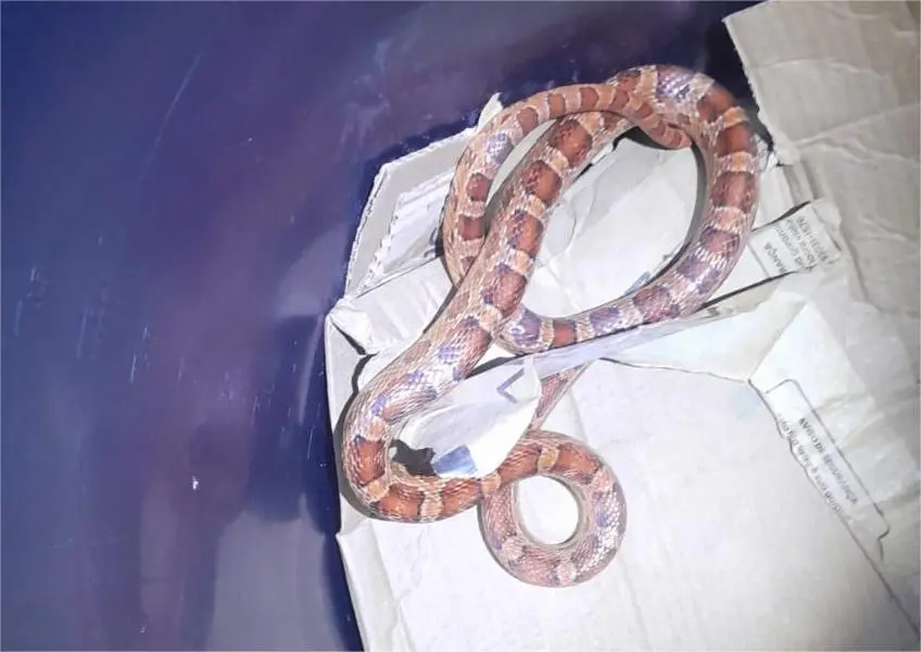 COBRA DO MILHO eua encontrada no coco fortaleza bombeiros