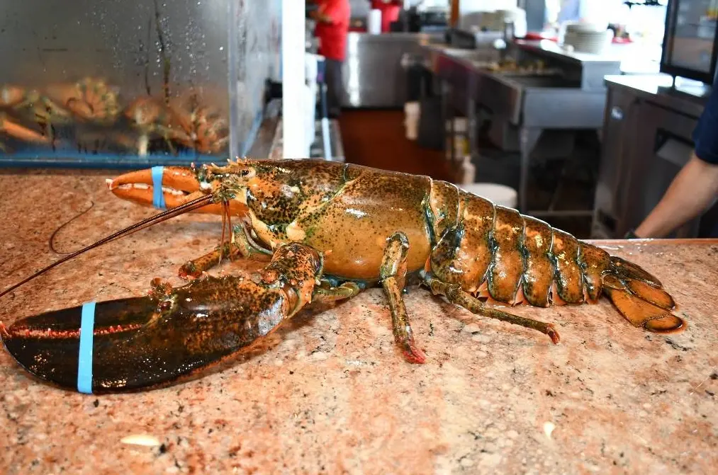 Imagem da lagosta de 110 anos apelidada de Lorenzo