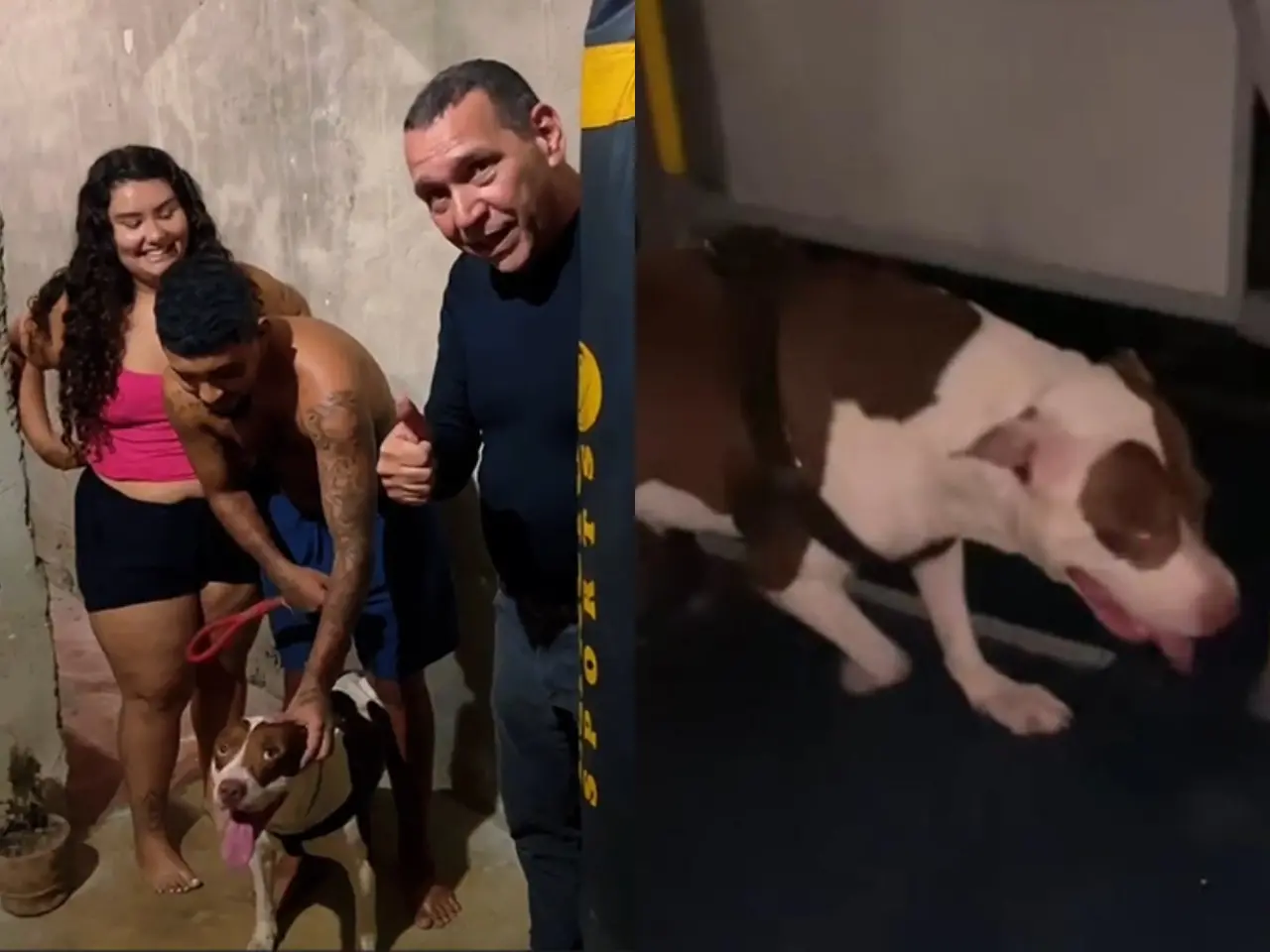 Foto de pitbull que se perdeu em Fortaleza e foi devolvido aos tutores