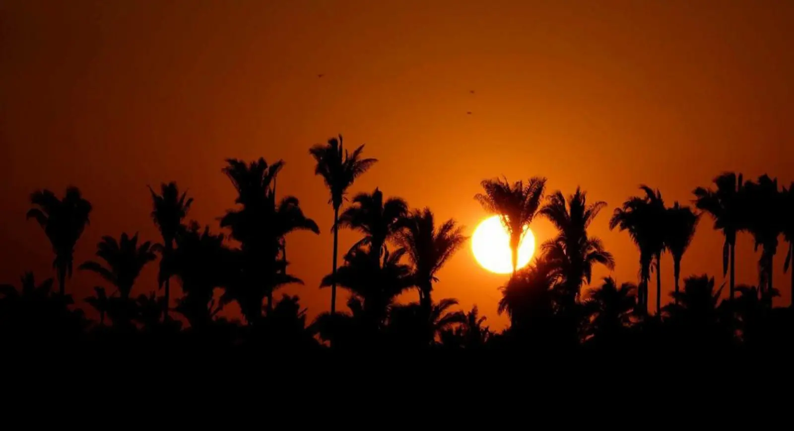 Vegetação ao por do sol