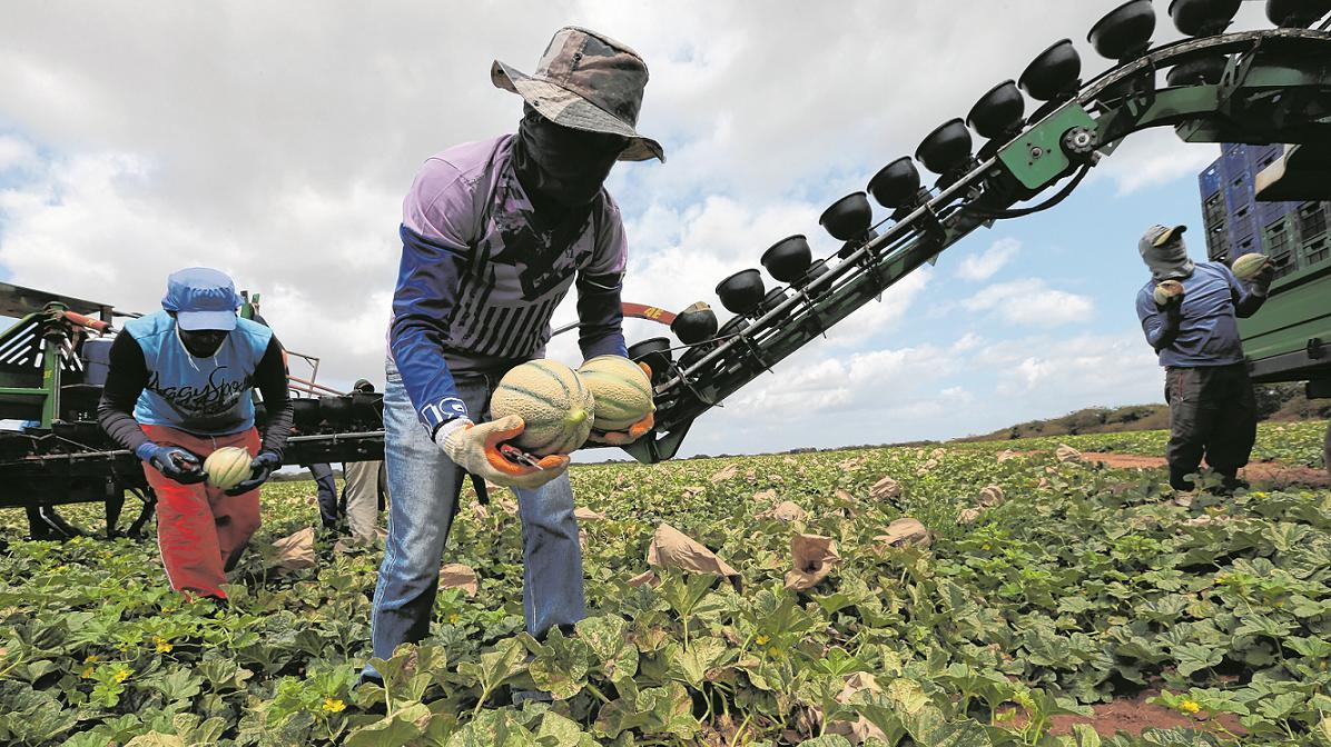 Trabalhadores rurais na plantação de melão