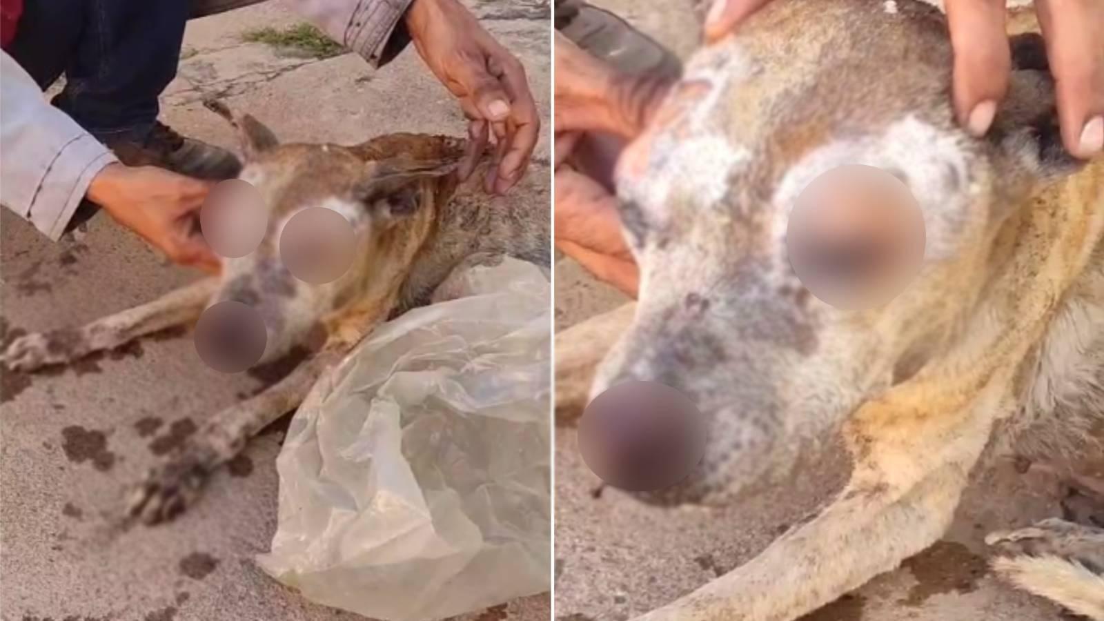 Imagem mostra cachorra que morreu em Caririaçu, município do Cariri cearense, após ter 80% do corpo queimado em fogueira de festejos de São João