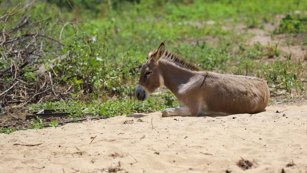 Jumento deitado em areia, perto de vegetação rasteira.