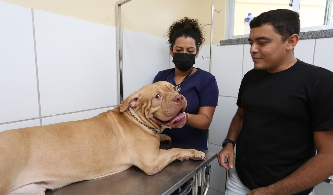 Foto de Pitbull pronto para doar sangue em consultório