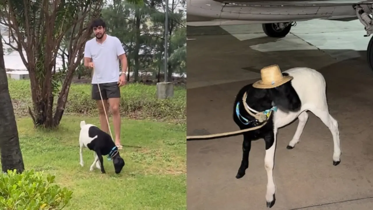 Nattan passeando com carneiro em área verde do aeroporto