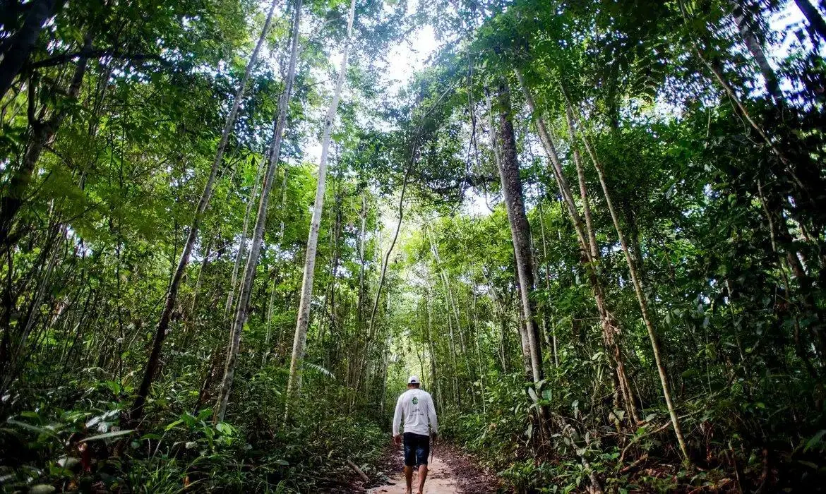 Homem caminhando por floresta brasileira. Imagem usada em matéria sobre a COP30