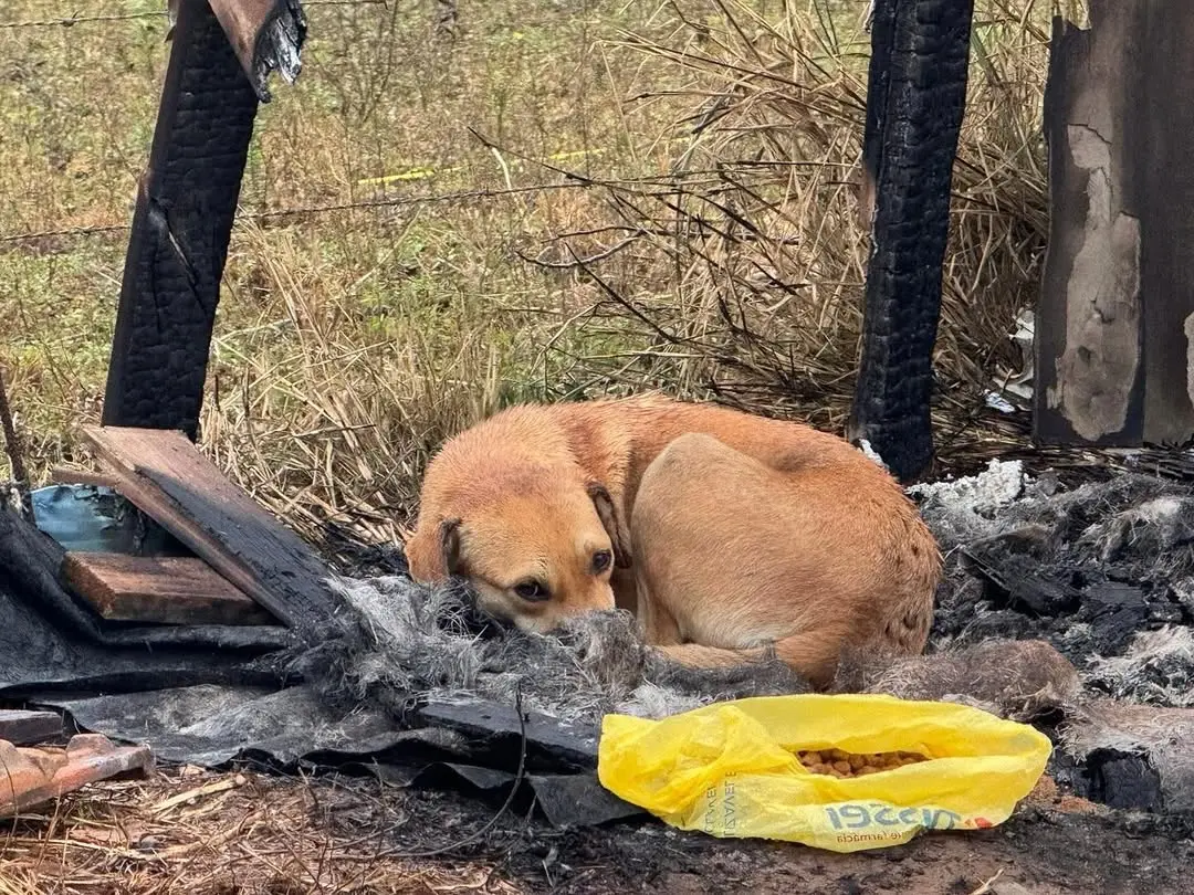 Cachorro abandonado próximo às cinzas de um incêndio, olhando com tristeza para comida enlatada no chão, em área destruída por fogo.