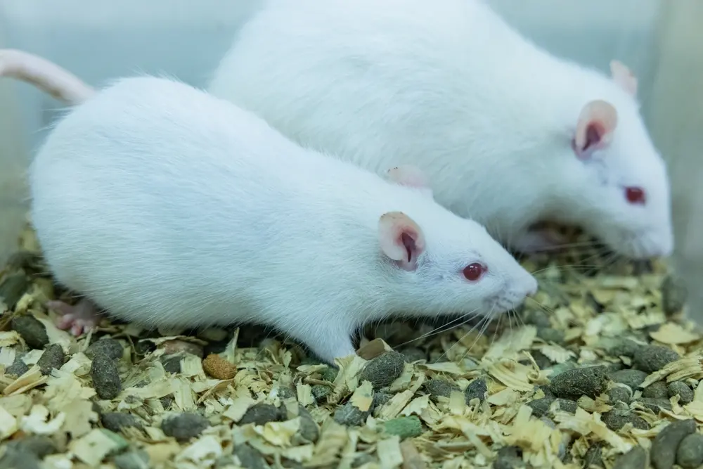 Camundongos brancos com olhos vermelhos, normalmente utilizados em testes de cosméticos pelo mundo