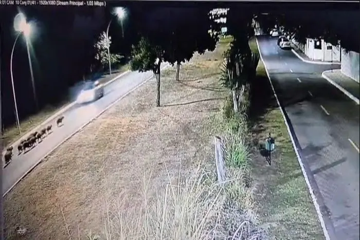 Homem atropela capivaras em Brasília e não presta socorro