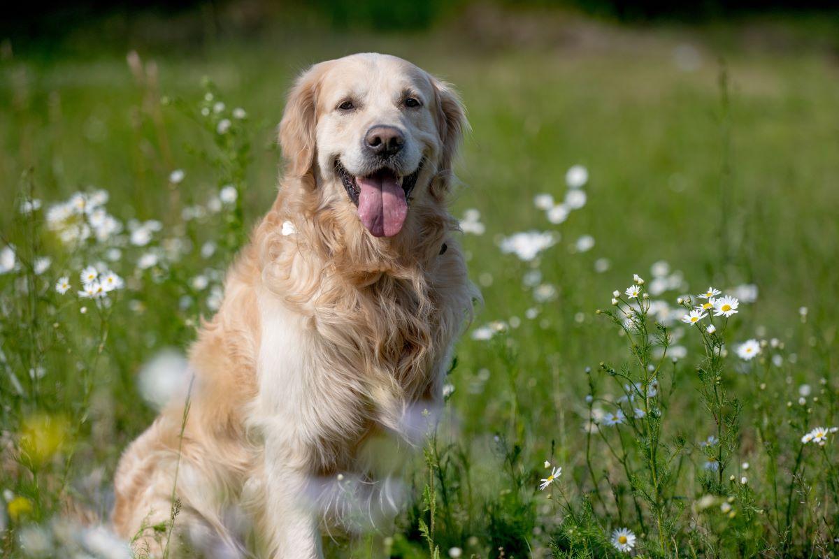 foto do cachorro golden retriever