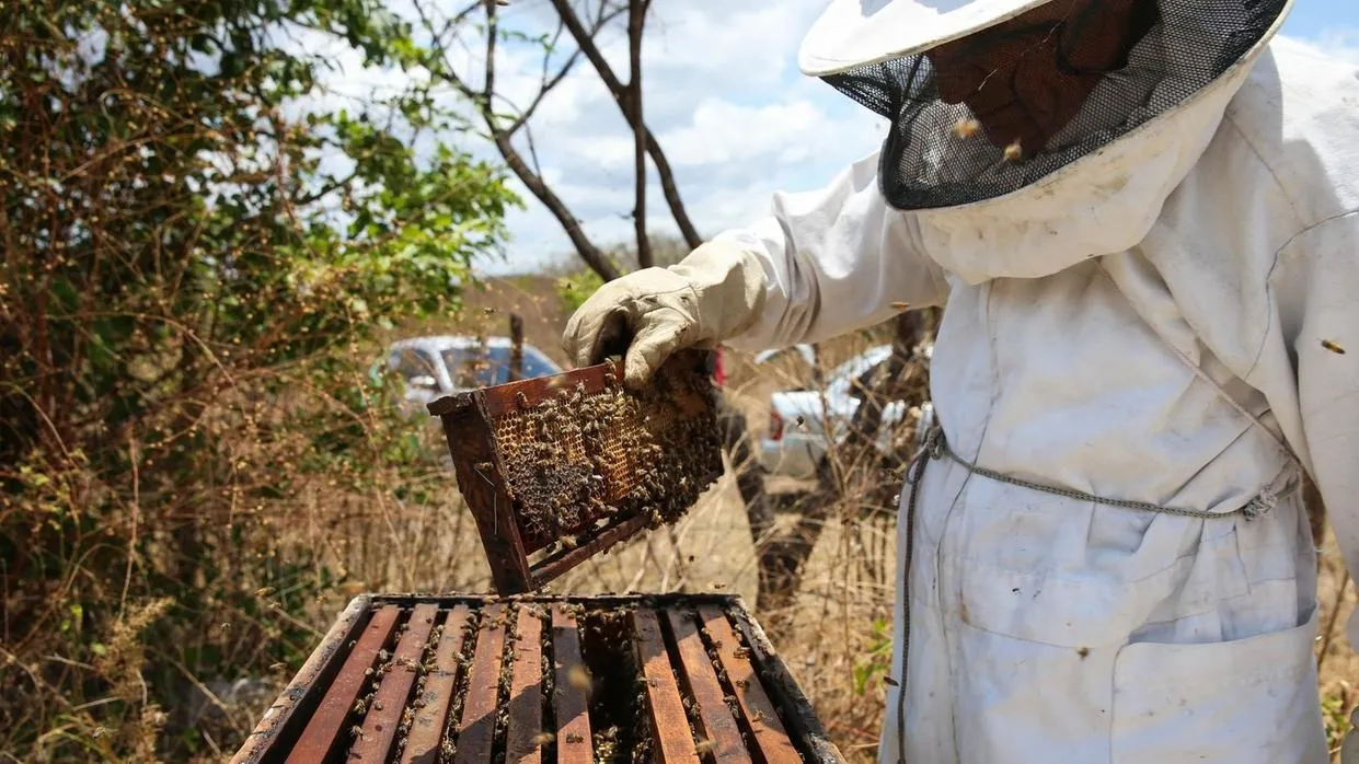 Ceará também é um dos maiores produtores de mel de abelha do País