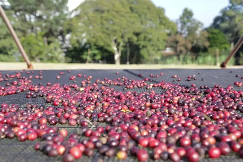 Preço do café pode baixar no Brasil caso a taxação de Trump se mantenha