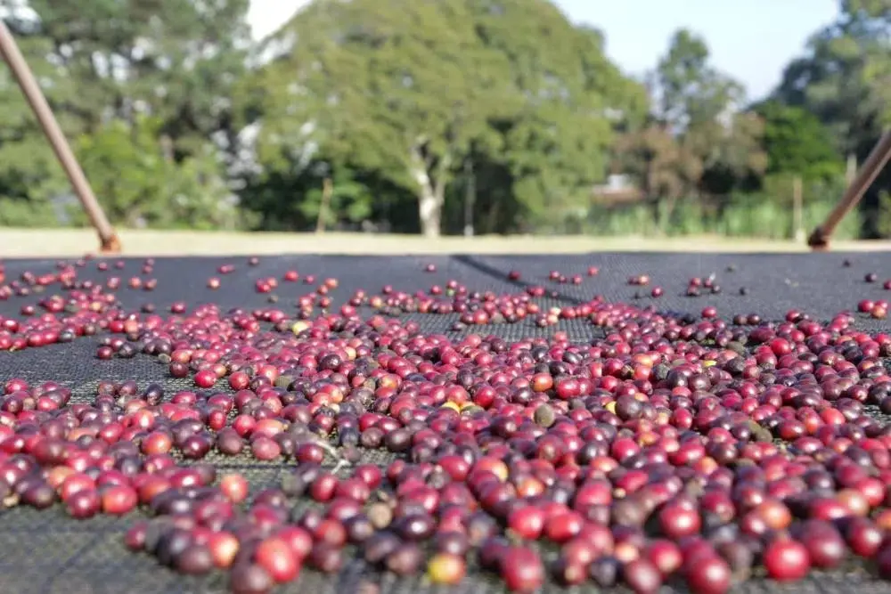 Foto que contém a fruta café durante colheita em plantação