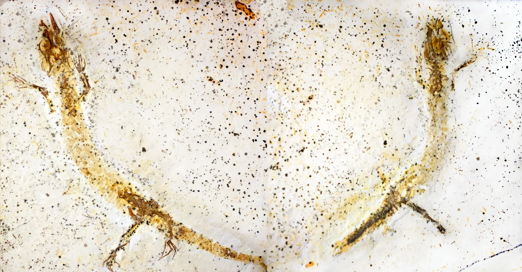 A imagem mostra dois fósseis bem preservados de lagartos lado a lado em uma rocha clara, com detalhes visíveis dos ossos e membros. Eles pertencem à espécie extinta Calanguban alamoi, encontrada em formação rochosa do Ceará.