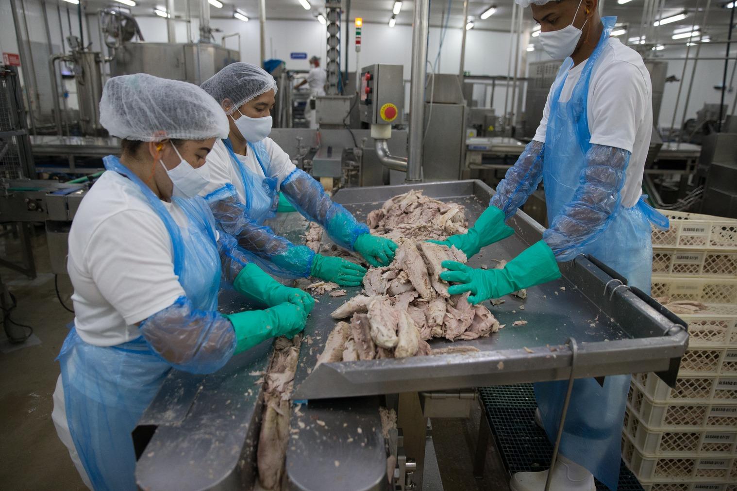 Trabalhadores da indústria de peixes tratando o peixe em uma bandeja