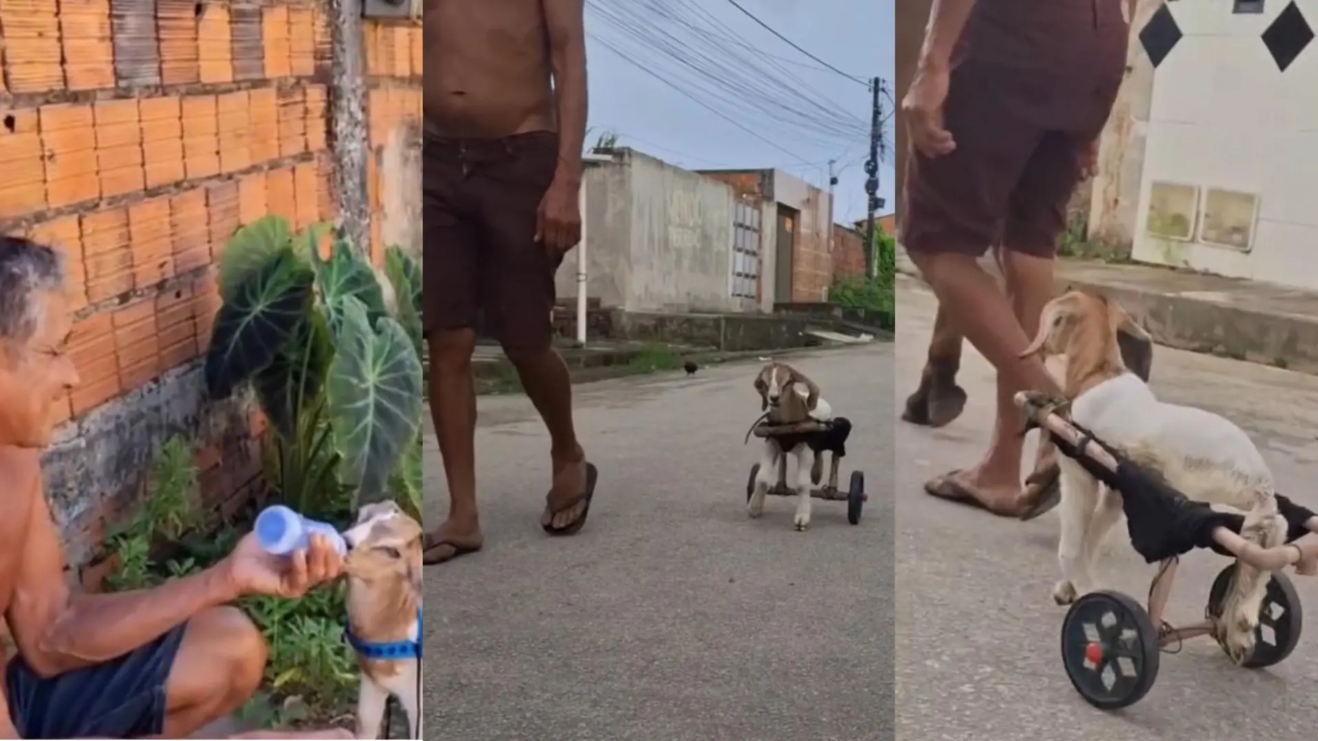 Imagens do Seu Zé cuidando do carneirinho Frederico