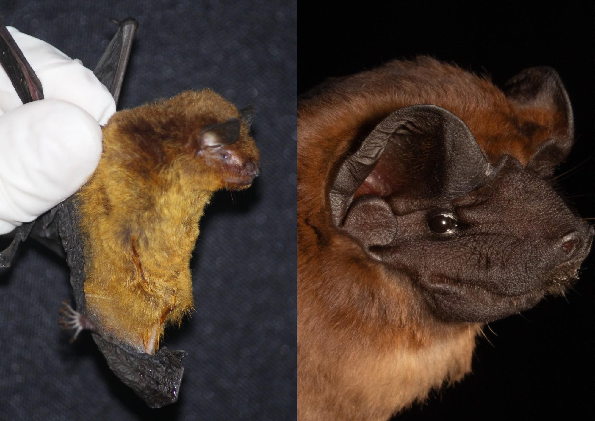 A foto está dividida ao meio. De um lado, um pesquisador usando uma luva branca segura um morcego com pelagem marrom-alaranjada, mostrando o corpo inteiro do animal. A imagem ao lado é um close-up do rosto do morcego, destacando seus olhos, focinho e orelhas pretas.