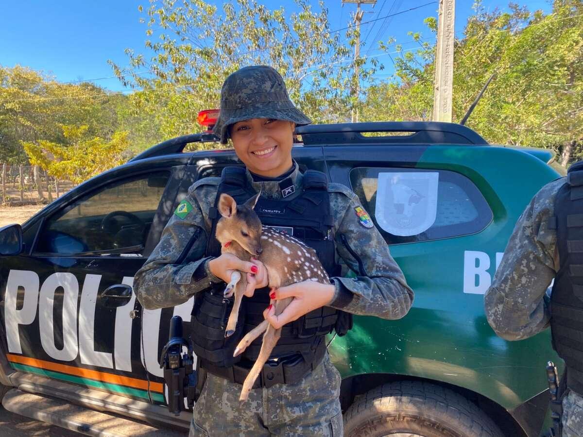 Policial militar com veado catingueiro no colo após resgate