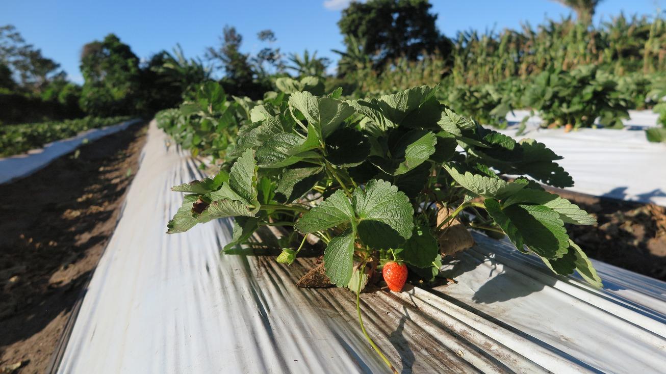 Foto de remessa de Morangos, no mercado de São Sebastião, em Fortaleza