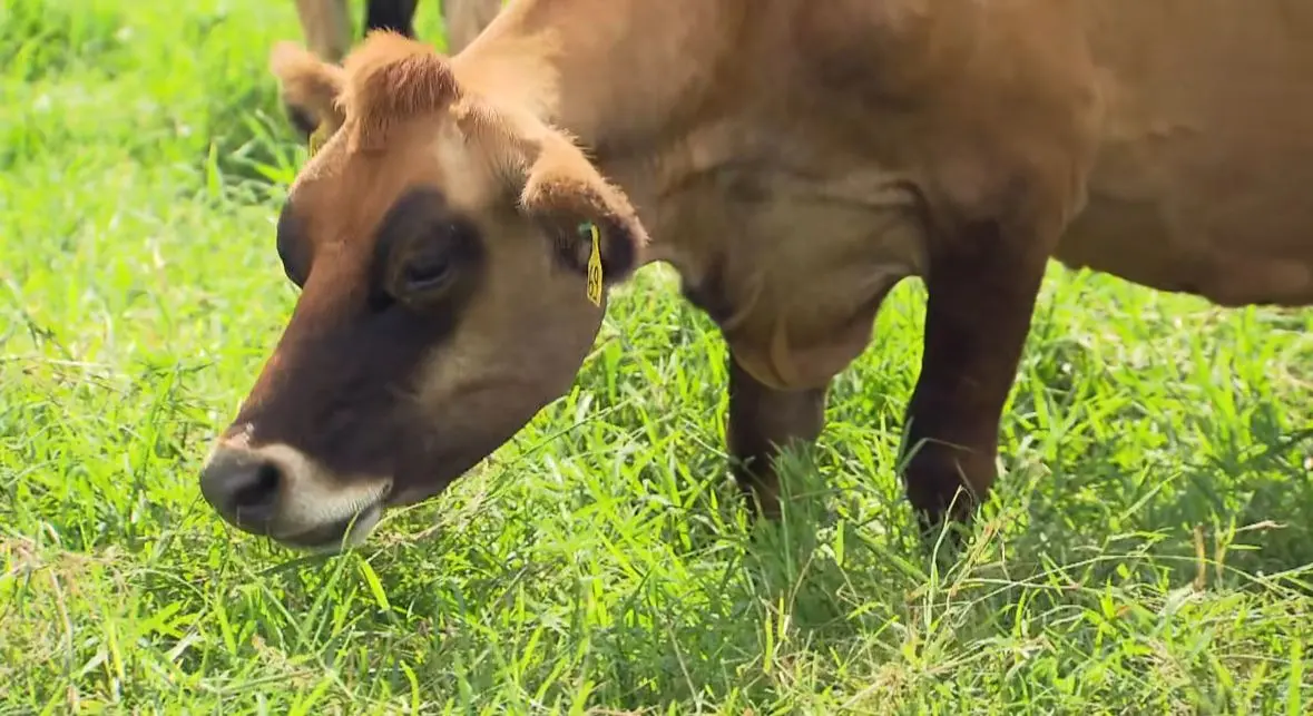 Vaca em pasto durante reportagem do Globo Rural