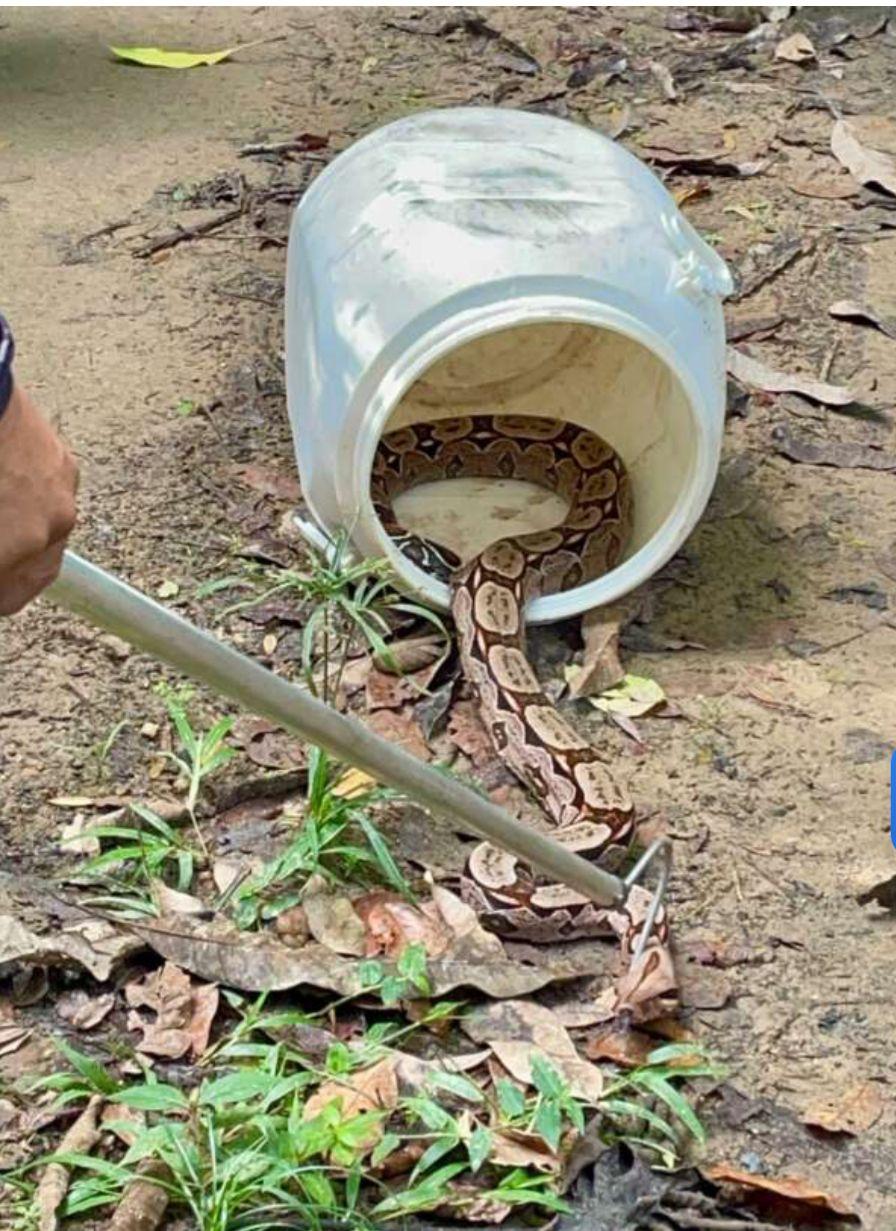 cobra resgatada pacoti