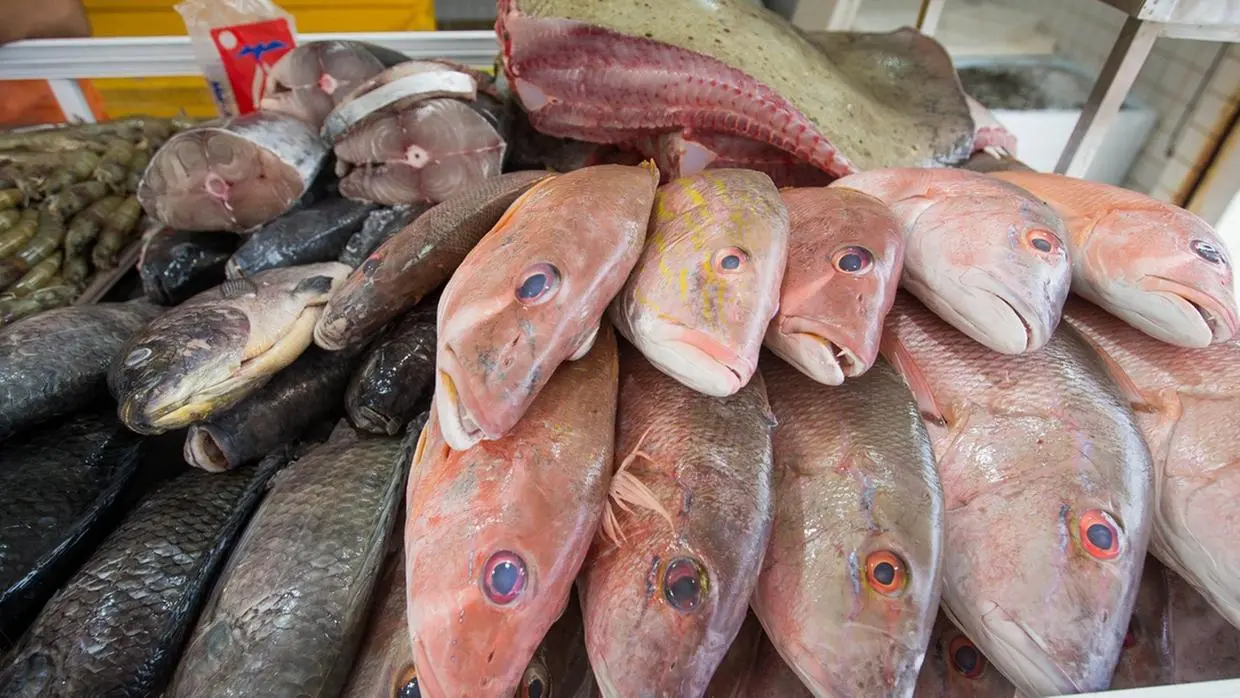 Foto que contém vários peixes expostos para compra dos consumidores