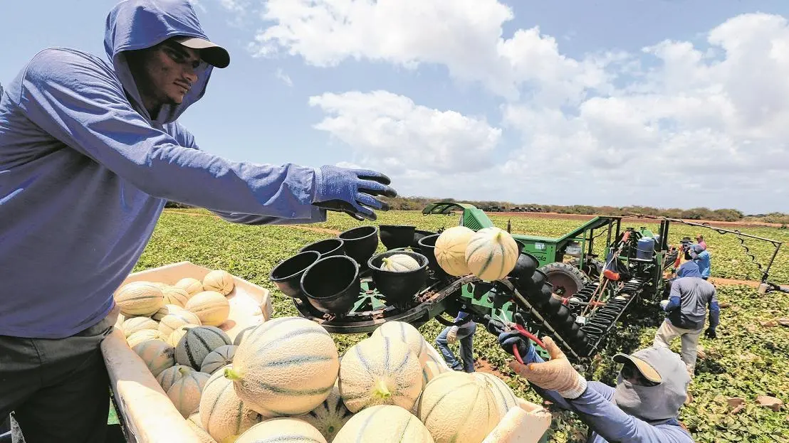 Foto que contém trabalhadores na colheita de melão