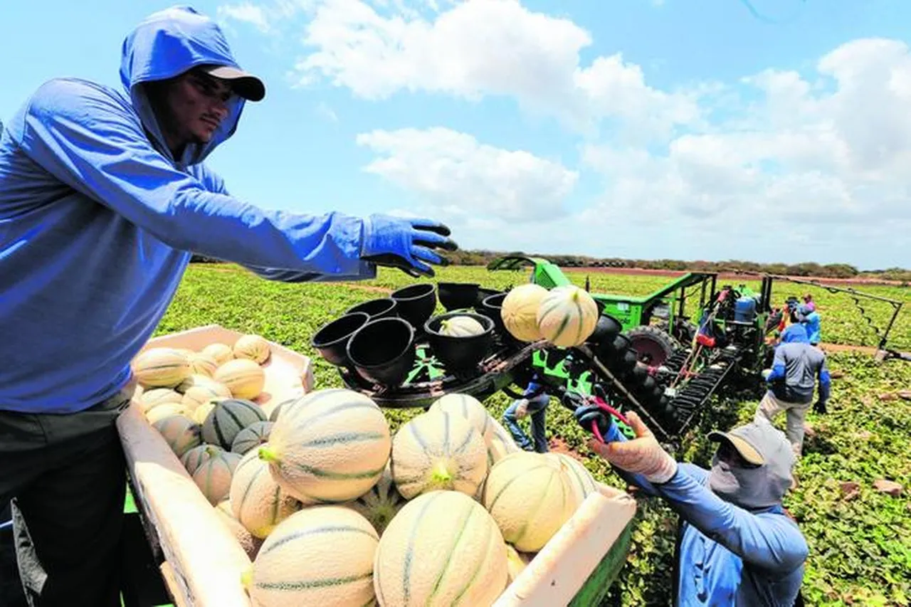 Melão foi um dos produtos mais exportados  para os EUA no primeiro semestre de 2025