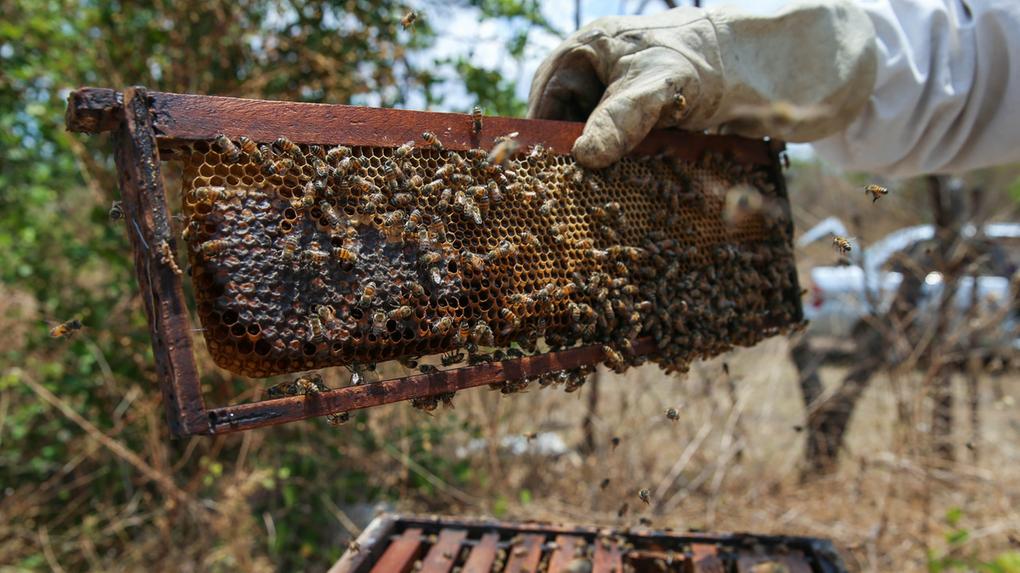 imagem mostra produção de mel em fazenda do Ceará