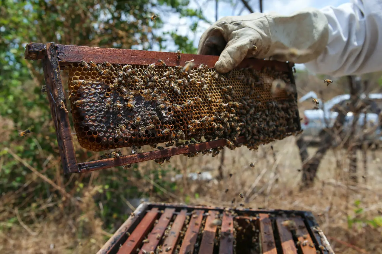 imagem mostra produção de mel em fazenda do Ceará