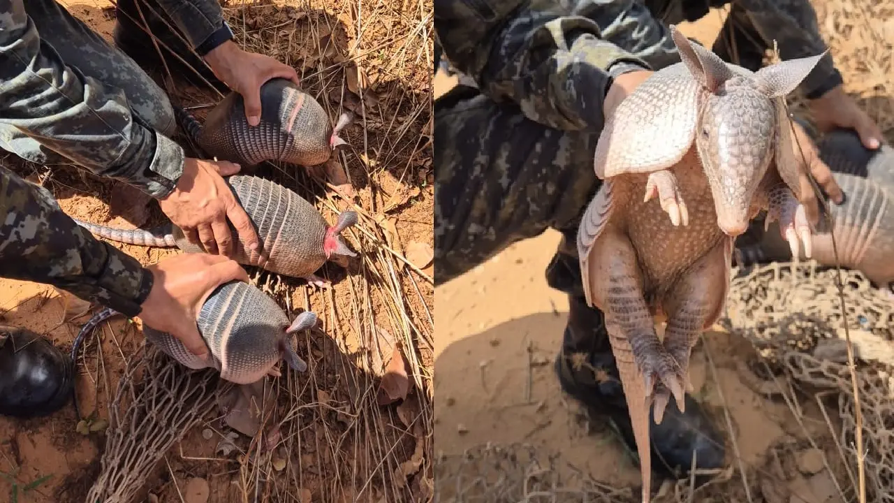 Animais foram resgatados em fiscalização